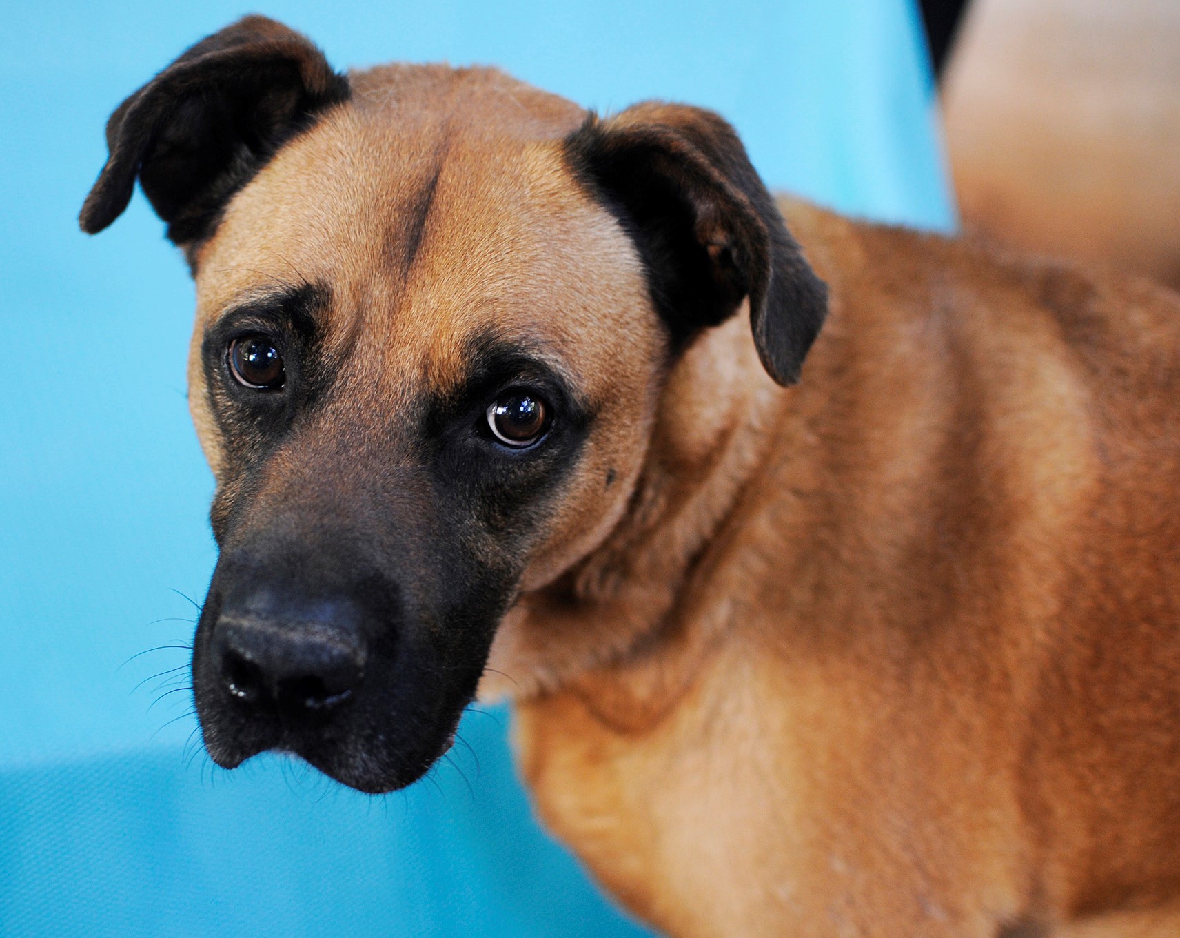 #PraCegoVer: Fotografia do cachorrinho Ancora. Ele é marrom, e tem o focinho preto.#PraCegoVer: Fotografia do cachorrinho Ancora. Ele é marrom, e tem o focinho preto.#PraCegoVer: Fotografia do cachorrinho Ancora. Ele é marrom, e tem o focinho preto.